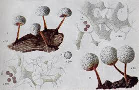 Attēlu rezultāti vaicājumam “Physarum notabile spores”