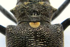 Attēlu rezultāti vaicājumam “Monochamus urussovi”