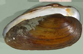 Attēlu rezultāti vaicājumam “Unio crassus”