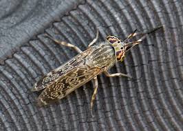 Attēlu rezultāti vaicājumam “Haematopota sp.”