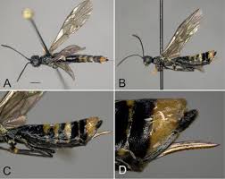 Attēlu rezultāti vaicājumam “Euura brevicornis”