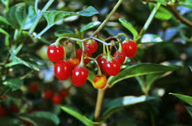 Attēlu rezultāti vaicājumam “Solanum dulcamara”