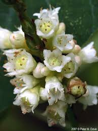 Attēlu rezultāti vaicājumam “Cuscuta epithymum subsp. trifolii flower”