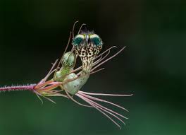 Attēlu rezultāti vaicājumam “Bryum funkii macro”