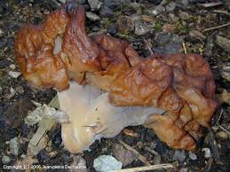 Attēlu rezultāti vaicājumam “Gyromitra infula”