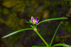 Attēlu rezultāti vaicājumam “Spergularia marina bud”