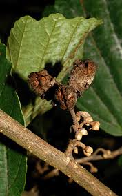 Attēlu rezultāti vaicājumam “Hamamelis vernalis bud”
