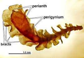Attēlu rezultāti vaicājumam “Jungermannia subulata”