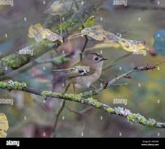 Attēlu rezultāti vaicājumam “Regulus regulus adult”