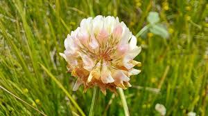 Attēlu rezultāti vaicājumam “Trifolium hybridum flower”