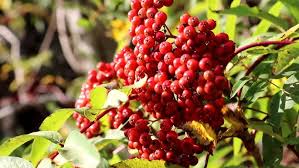 Attēlu rezultāti vaicājumam “Sorbus alnifolia fruit”