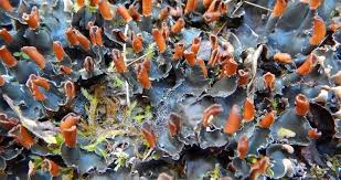 Attēlu rezultāti vaicājumam “Peltigera polydactylon”