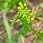 Attēlu rezultāti vaicājumam “Draba nemorosa fruit”