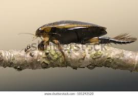 Attēlu rezultāti vaicājumam “Acilius sulcatus”