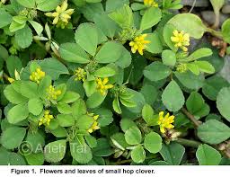 Attēlu rezultāti vaicājumam “Trifolium dubium”