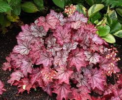Image result for Heuchera `Swirling Fantasy`