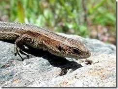 Attēlu rezultāti vaicājumam “Lacerta vivipara female”