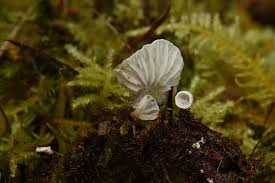 Attēlu rezultāti vaicājumam “Rimbachia neckerae”