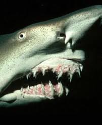 Image result for Carcharias