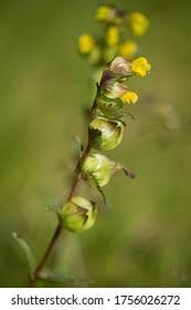 Attēlu rezultāti vaicājumam “Rhinanthus serotinus fruit”