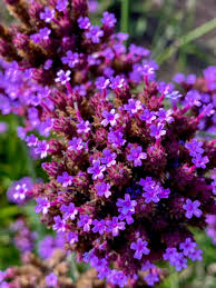 Image result for Verbena officinalis