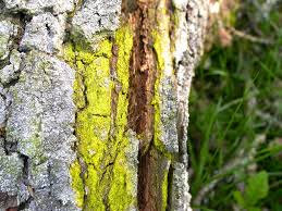 Attēlu rezultāti vaicājumam “Chrysothrix candelaris”