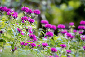 Image result for Monarda didyma