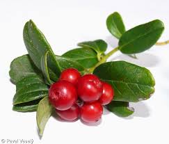 Attēlu rezultāti vaicājumam “Vaccinium vitis-idaea bud”