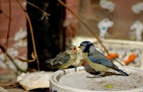 Attēlu rezultāti vaicājumam “Cyanistes caeruleus adult”
