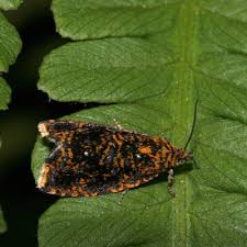 Attēlu rezultāti vaicājumam “Celypha siderana”