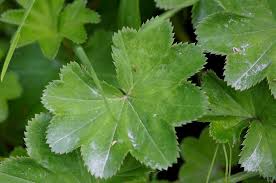 Attēlu rezultāti vaicājumam “Alchemilla subcrenata”