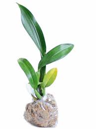 Attēlu rezultāti vaicājumam “Trichia ambigua stalked”