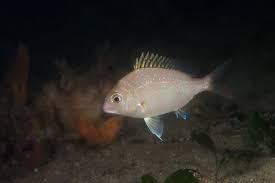 Image result for Pagrus auratus