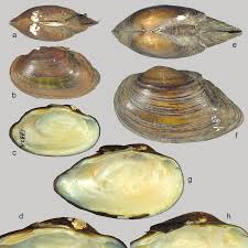 Attēlu rezultāti vaicājumam “Unio crassus”