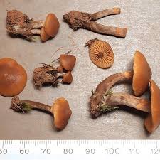 Attēlu rezultāti vaicājumam “Galerina marginata”