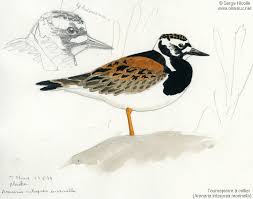 Attēlu rezultāti vaicājumam “Arenaria interpres adult”