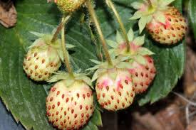 Attēlu rezultāti vaicājumam “Fragaria x ananassa”