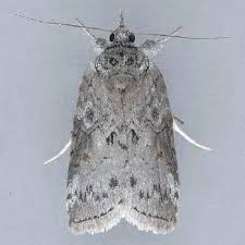 Attēlu rezultāti vaicājumam “Nycteola sp.”