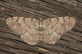 Attēlu rezultāti vaicājumam “Aethalura punctulata”