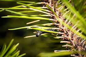Attēlu rezultāti vaicājumam “Neodiprion sertifer larva”