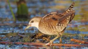 Image result for Porzana parva