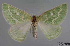 Attēlu rezultāti vaicājumam “Thetidia smaragdaria”