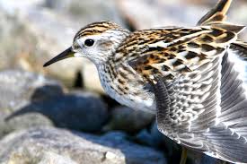 Image result for Calidris subminuta