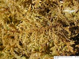 Attēlu rezultāti vaicājumam “Thuidium recognitum”