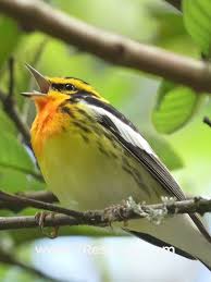 Image result for Dendroica fusca