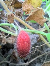 Attēlu rezultāti vaicājumam “Thladiantha dubia flower”