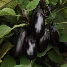 Afbeeldingsresultaat voor bianca a uovo eggplant