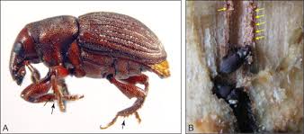 Attēlu rezultāti vaicājumam “Scolytidae”