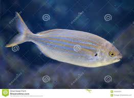Image result for Sarpa salpa