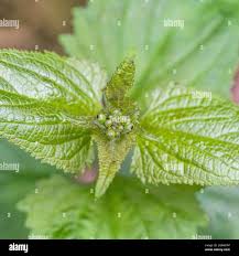 Attēlu rezultāti vaicājumam “Scrophularia nodosa leaf”